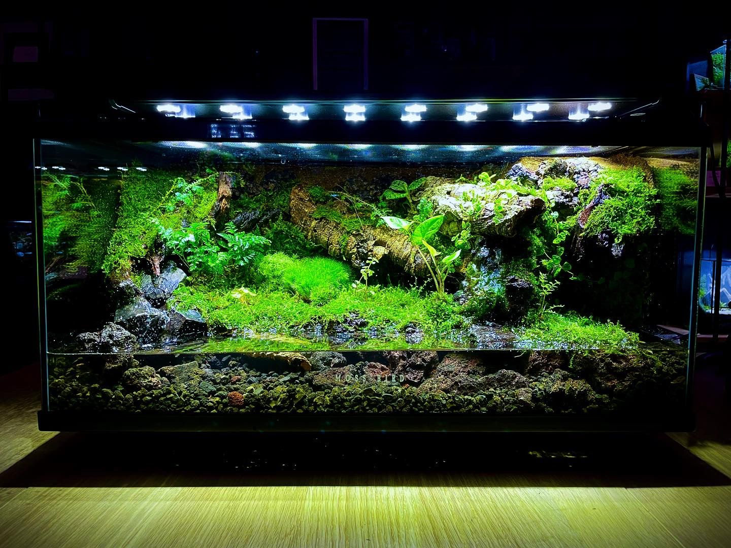 Customized Paludarium Tank