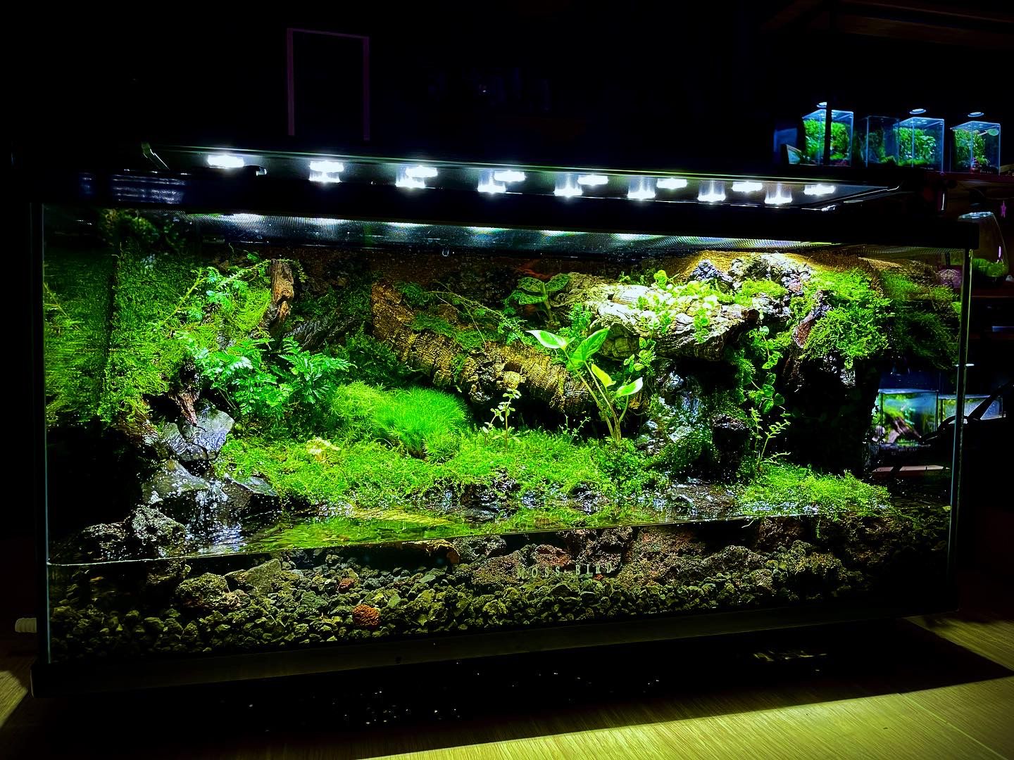 Customized Paludarium Tank