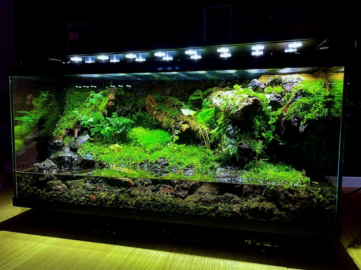 Customized Paludarium Tank