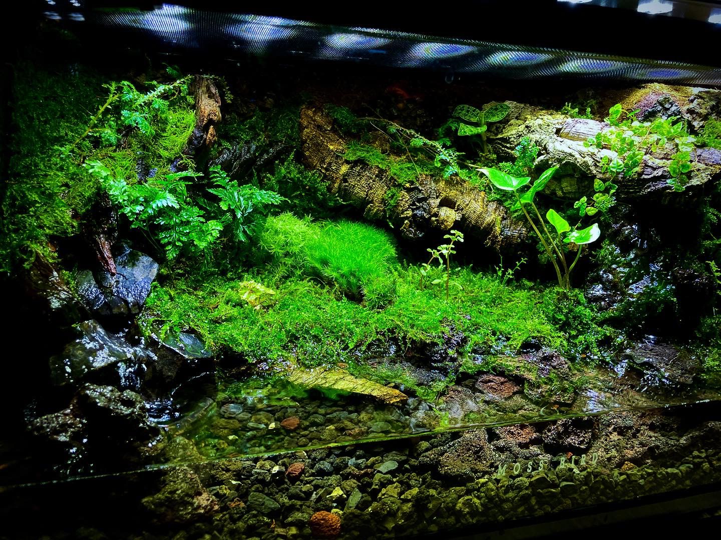 Customized Paludarium Tank