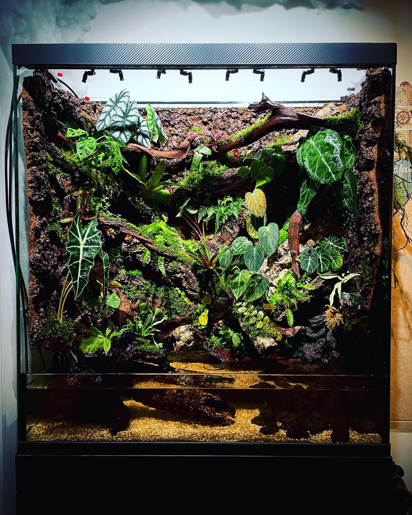 Customized ropical rainforest tank (熱帶雨林缸）