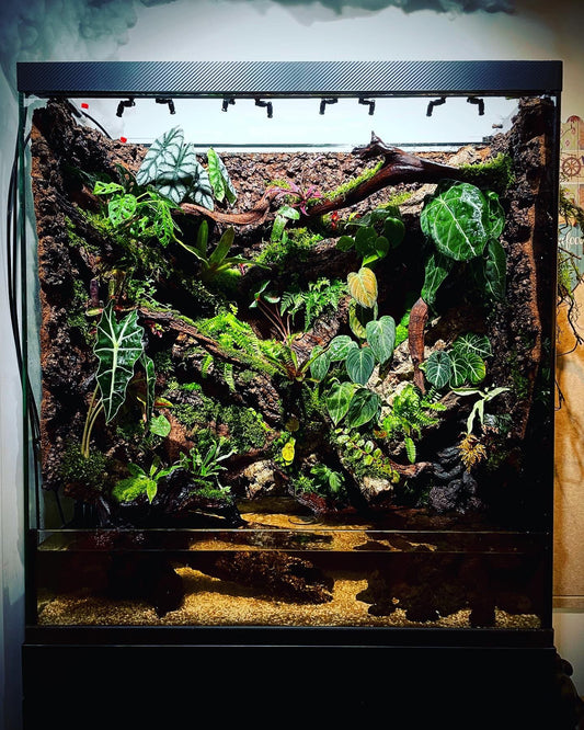 Customized ropical rainforest tank (熱帶雨林缸）