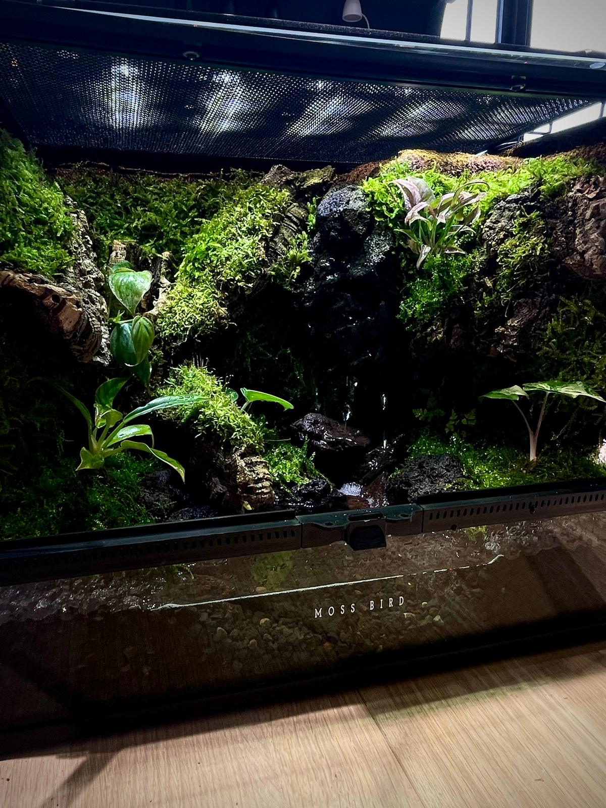 Customized Vivarium Collection