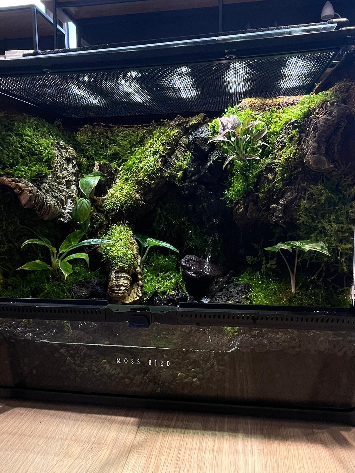 Customized Vivarium Collection