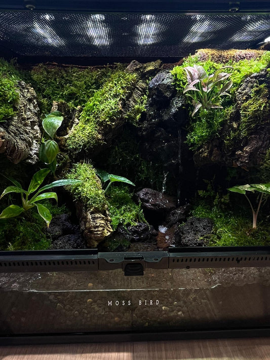 Customized Vivarium Collection