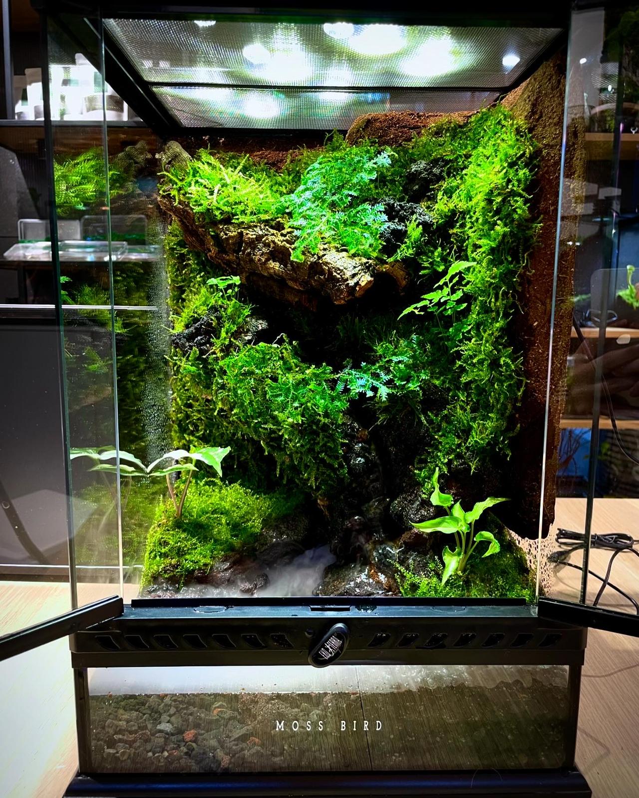 Customized Vivarium Collection