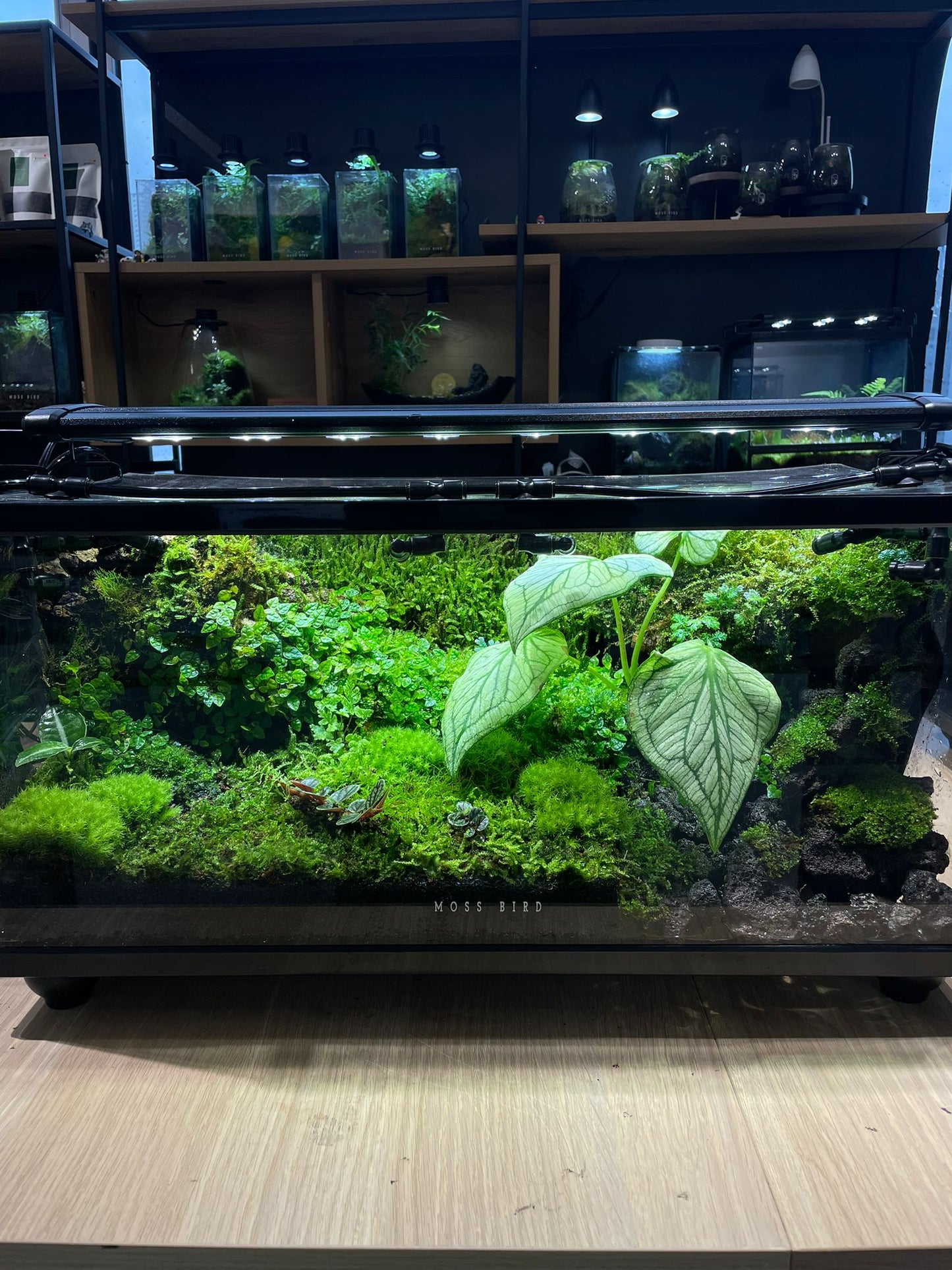 Customzied Vivarium Collection