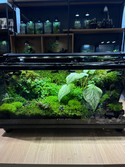 Customzied Vivarium Collection