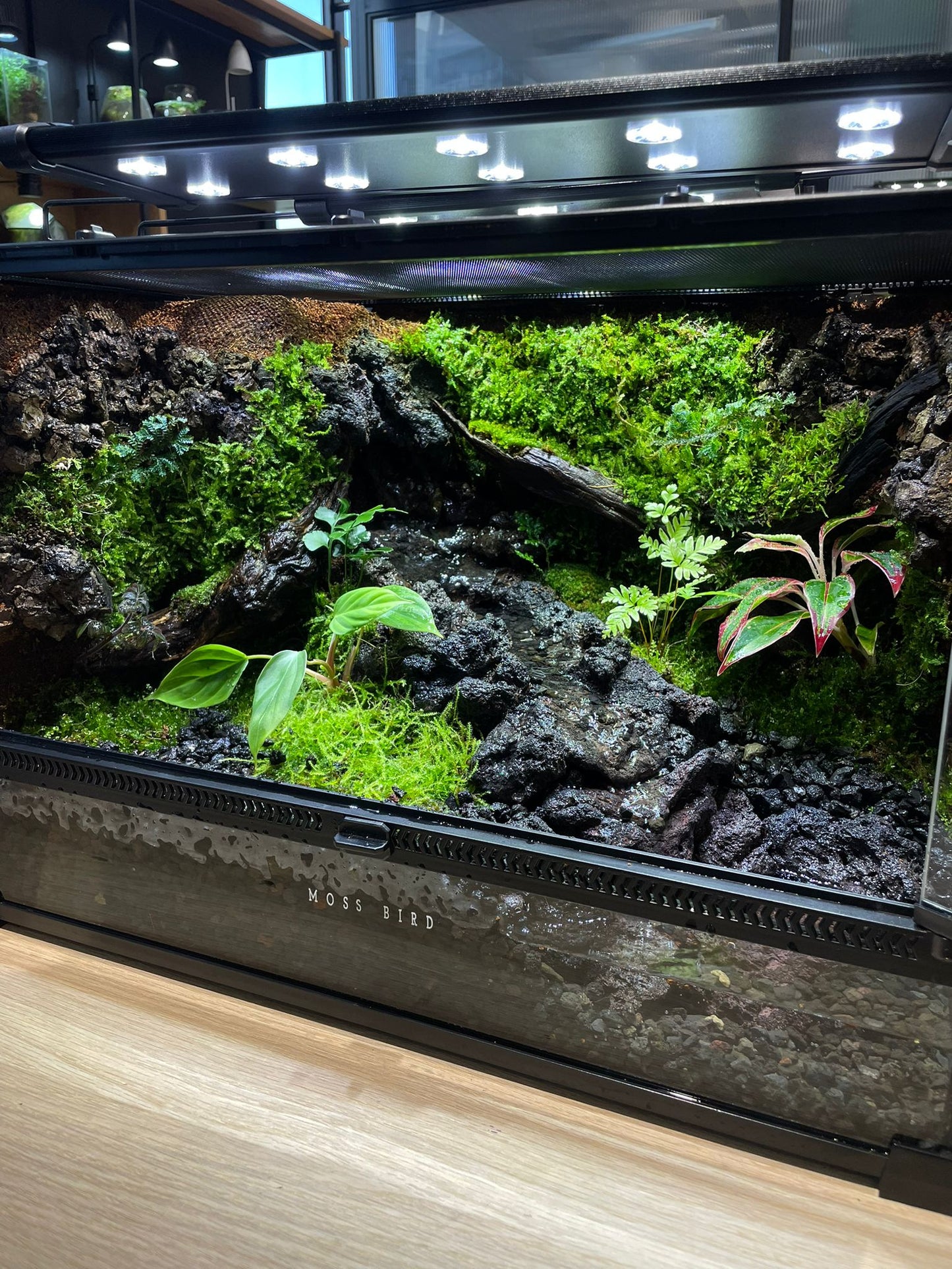 Customized Vivarium Collection