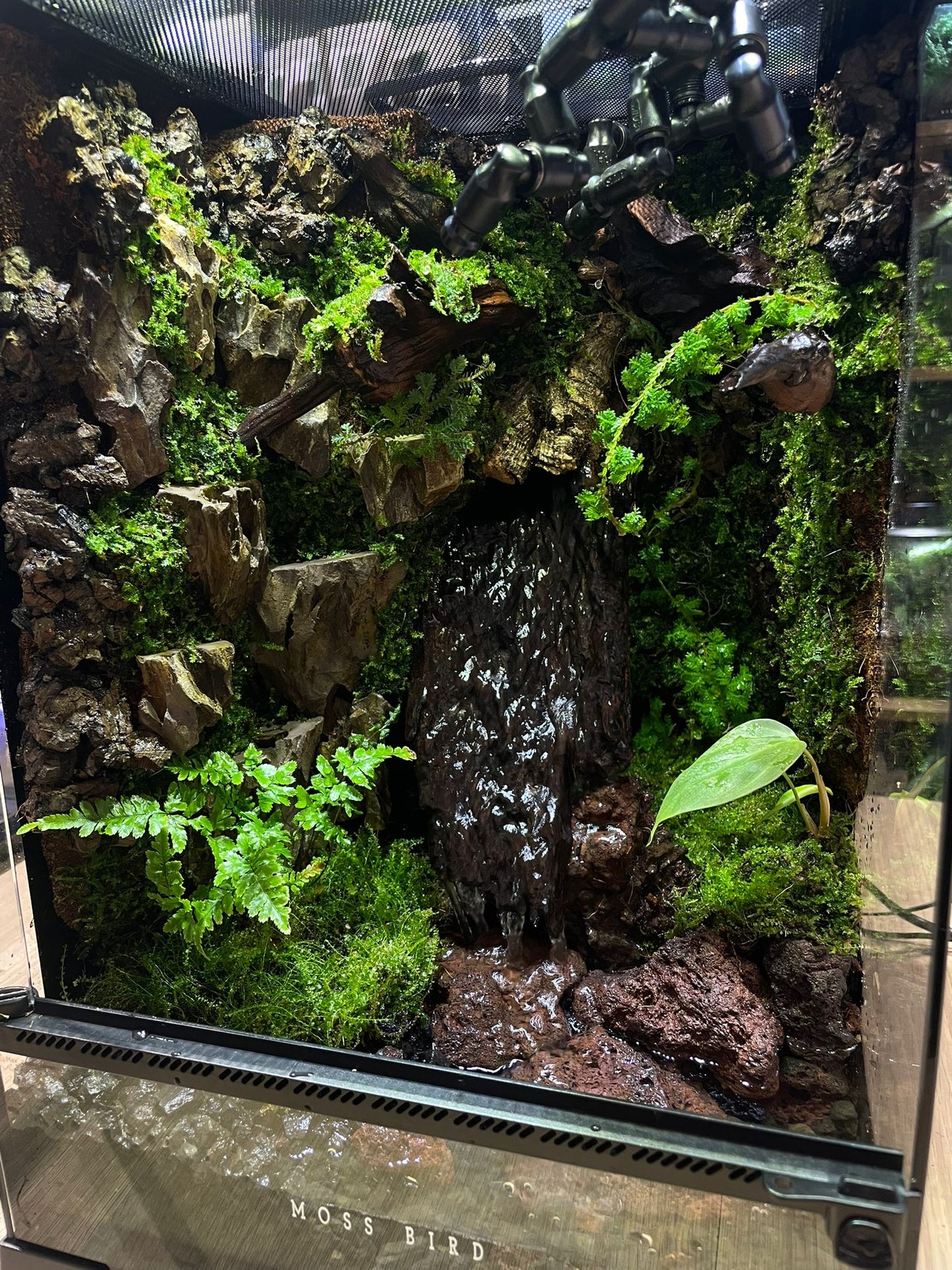 Customzied Vivarium Collection