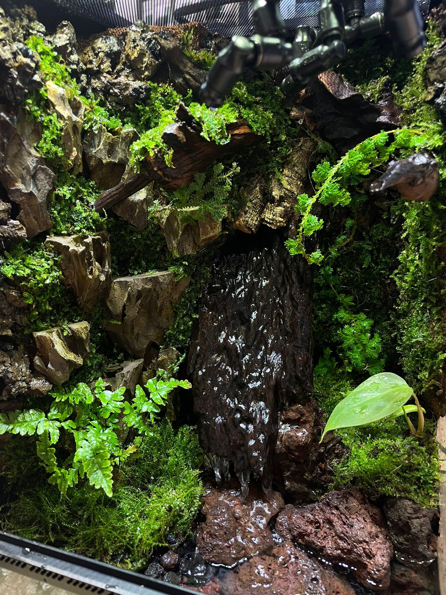 Customzied Vivarium Collection