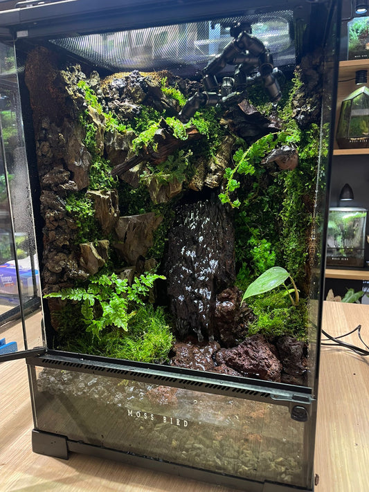 Customzied Vivarium Collection