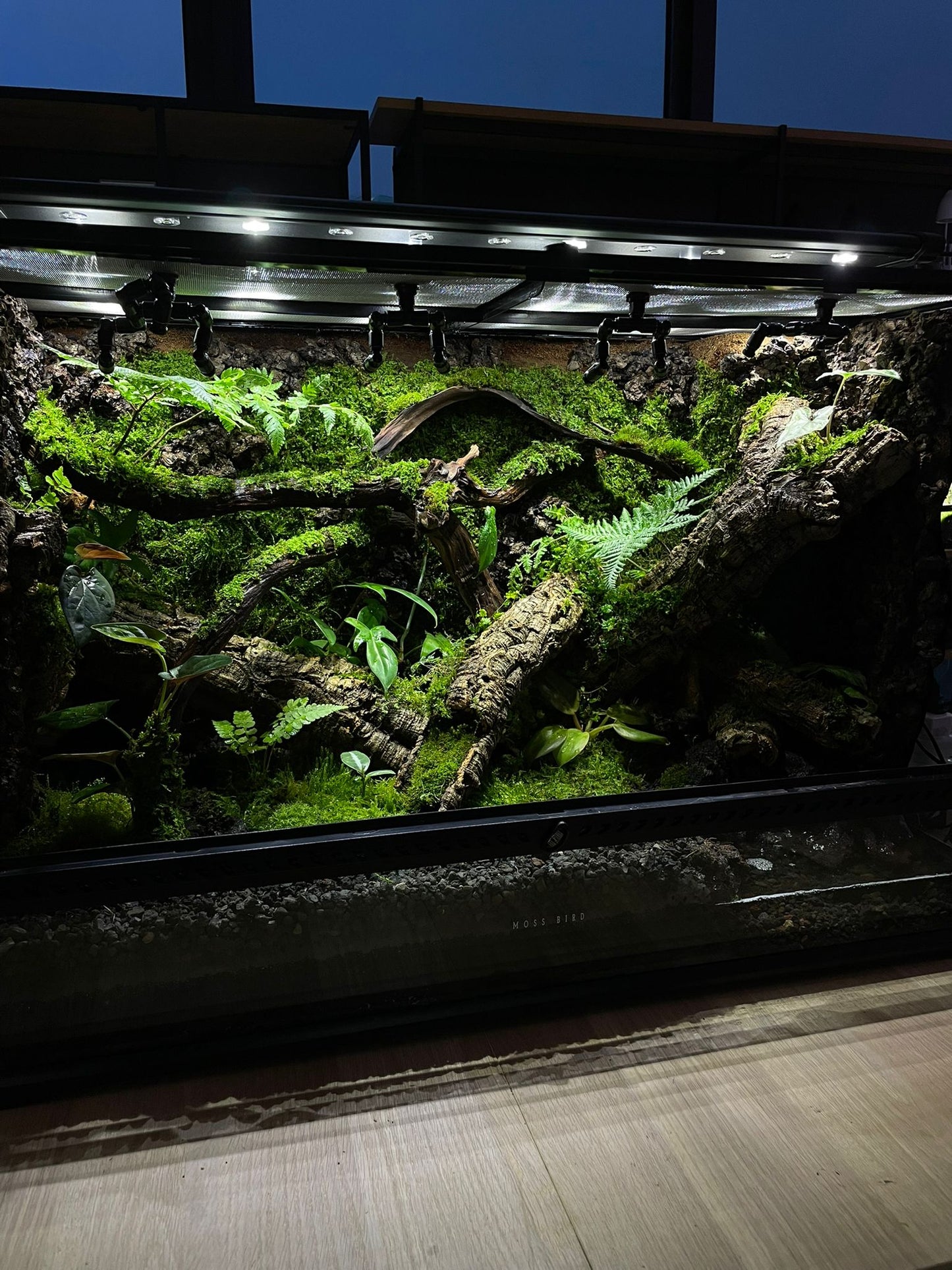 Customzied Vivarium Collection