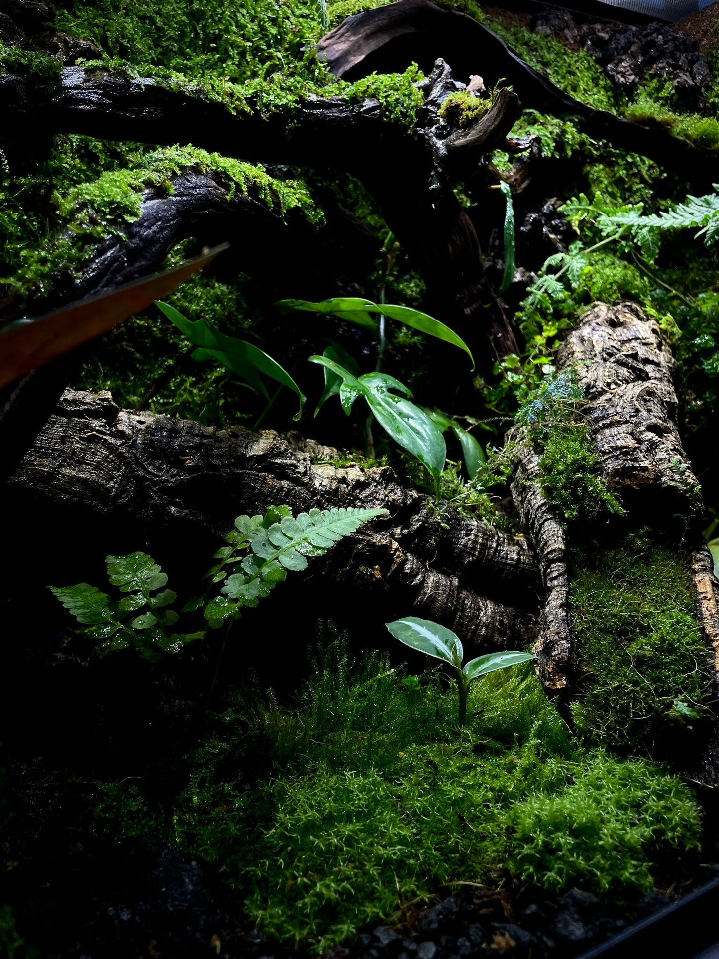 Customzied Vivarium Collection