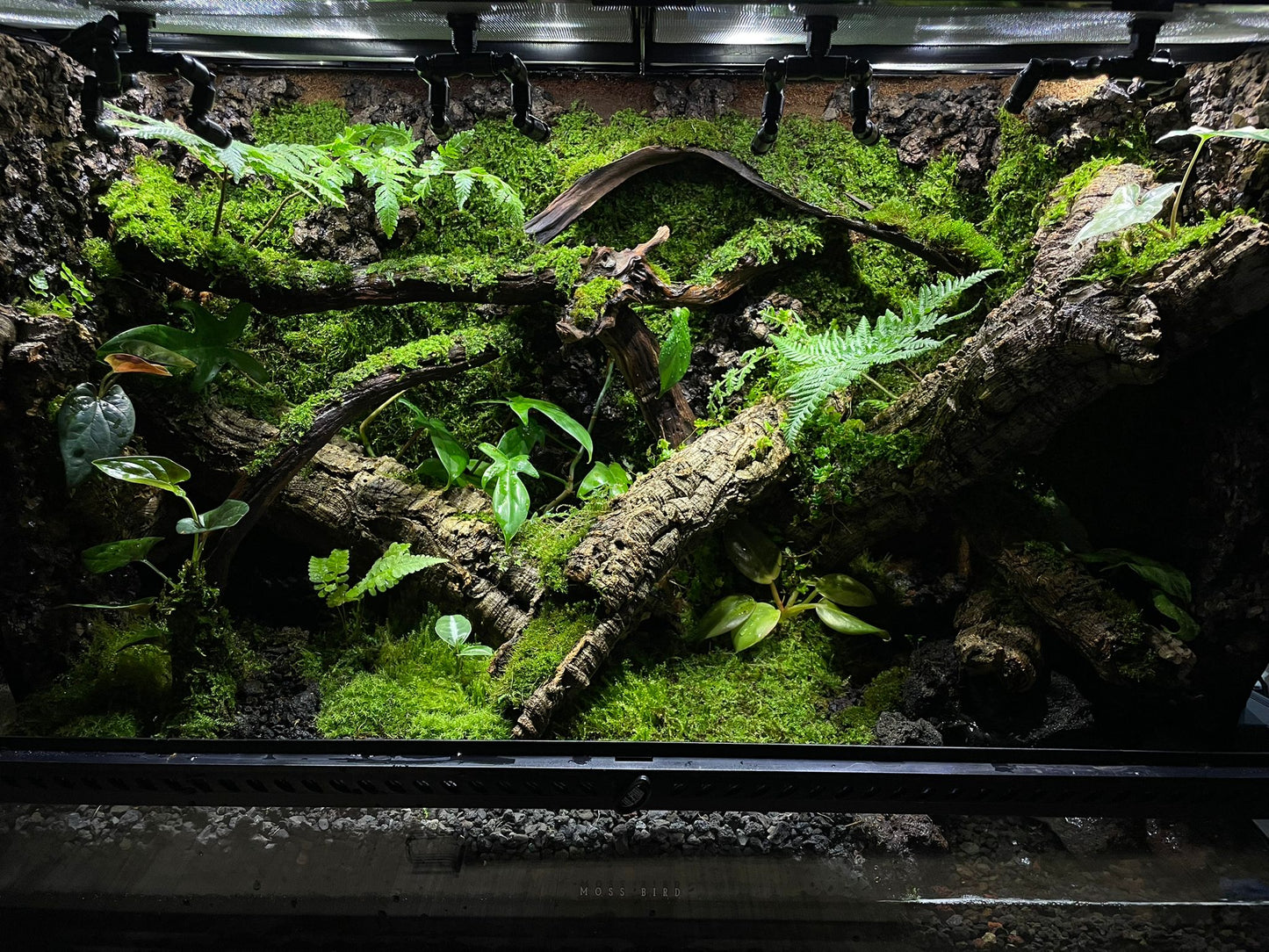 Customzied Vivarium Collection