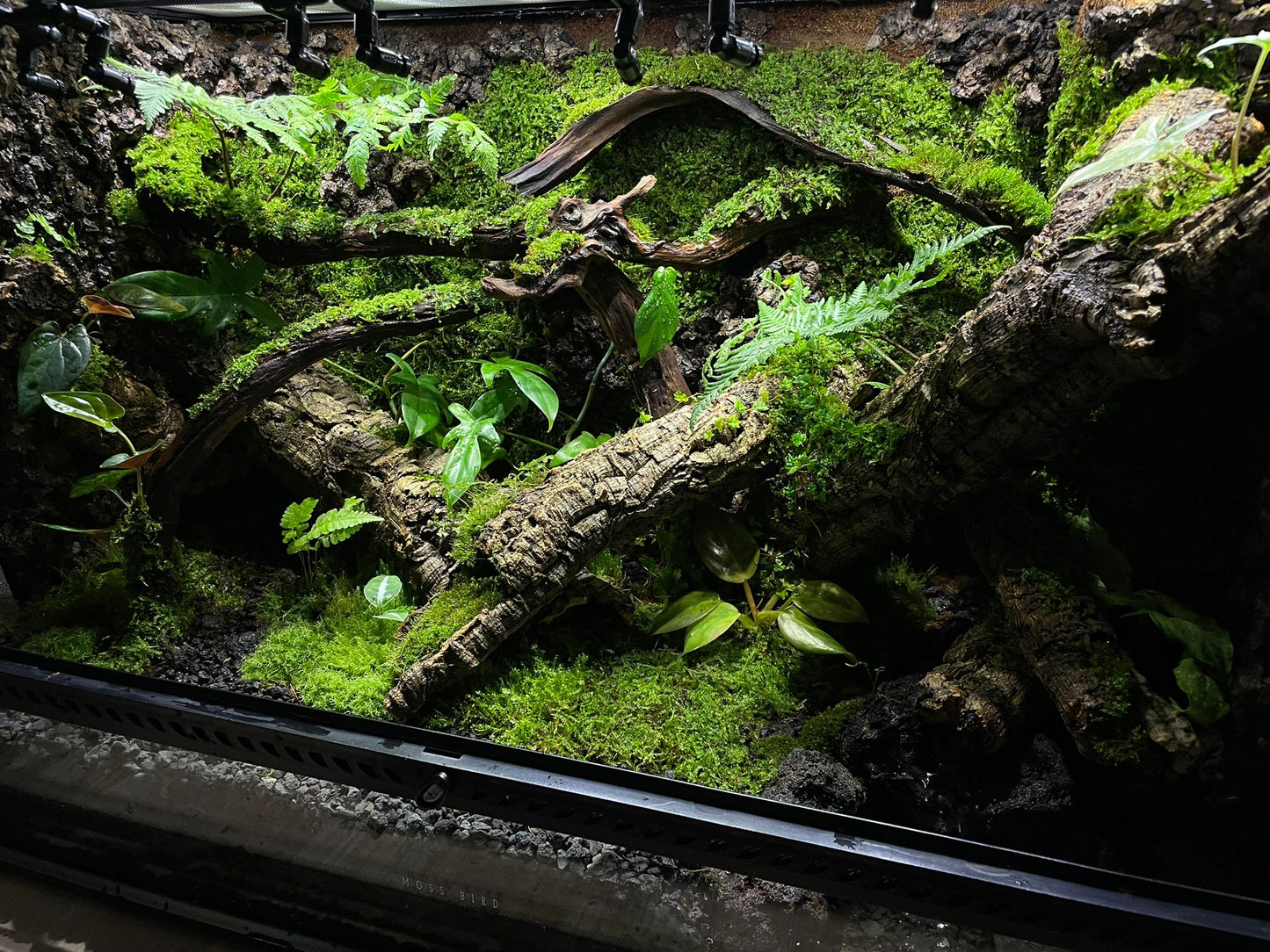 Customzied Vivarium Collection