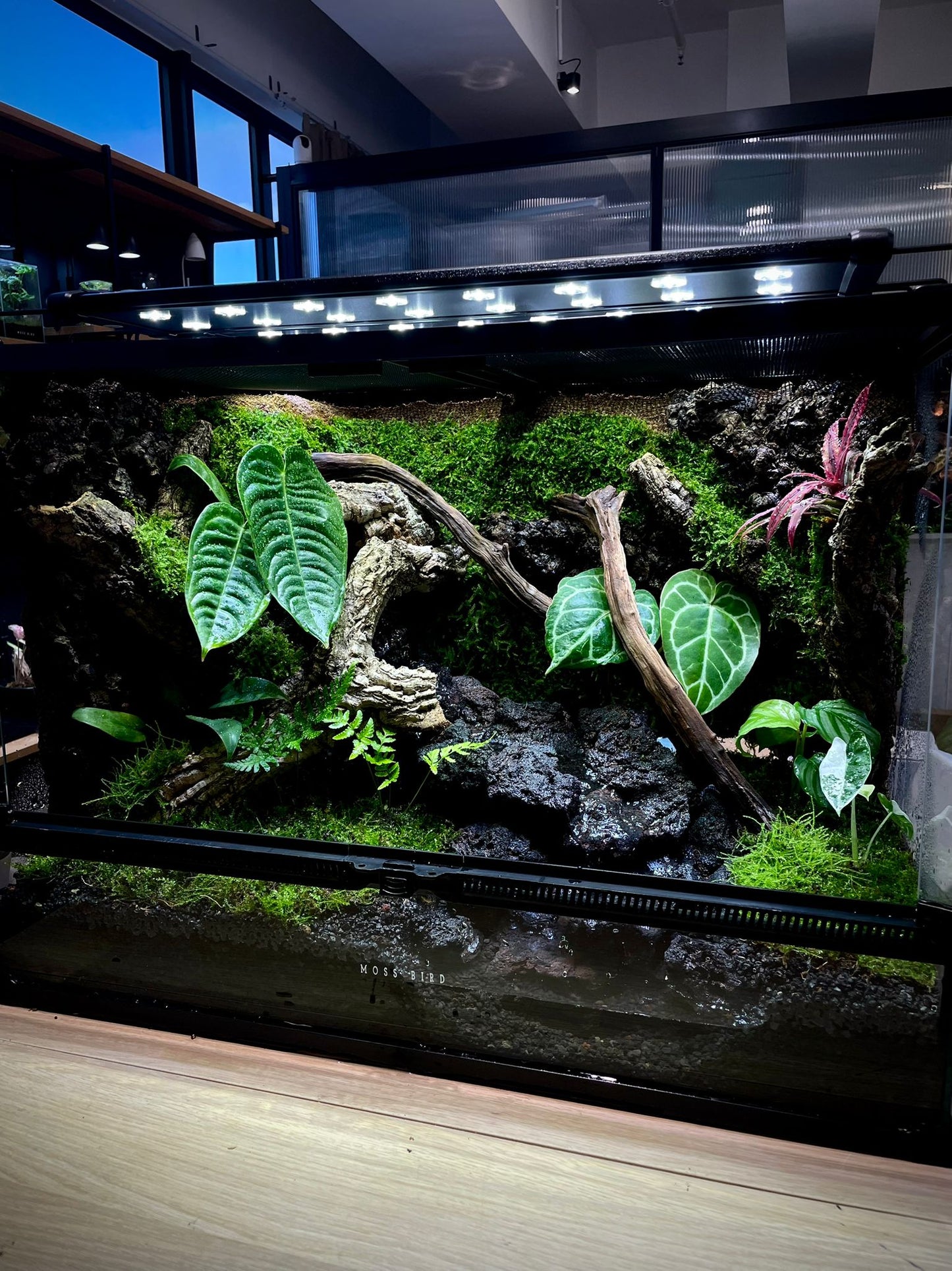 Customzied Vivarium Collection