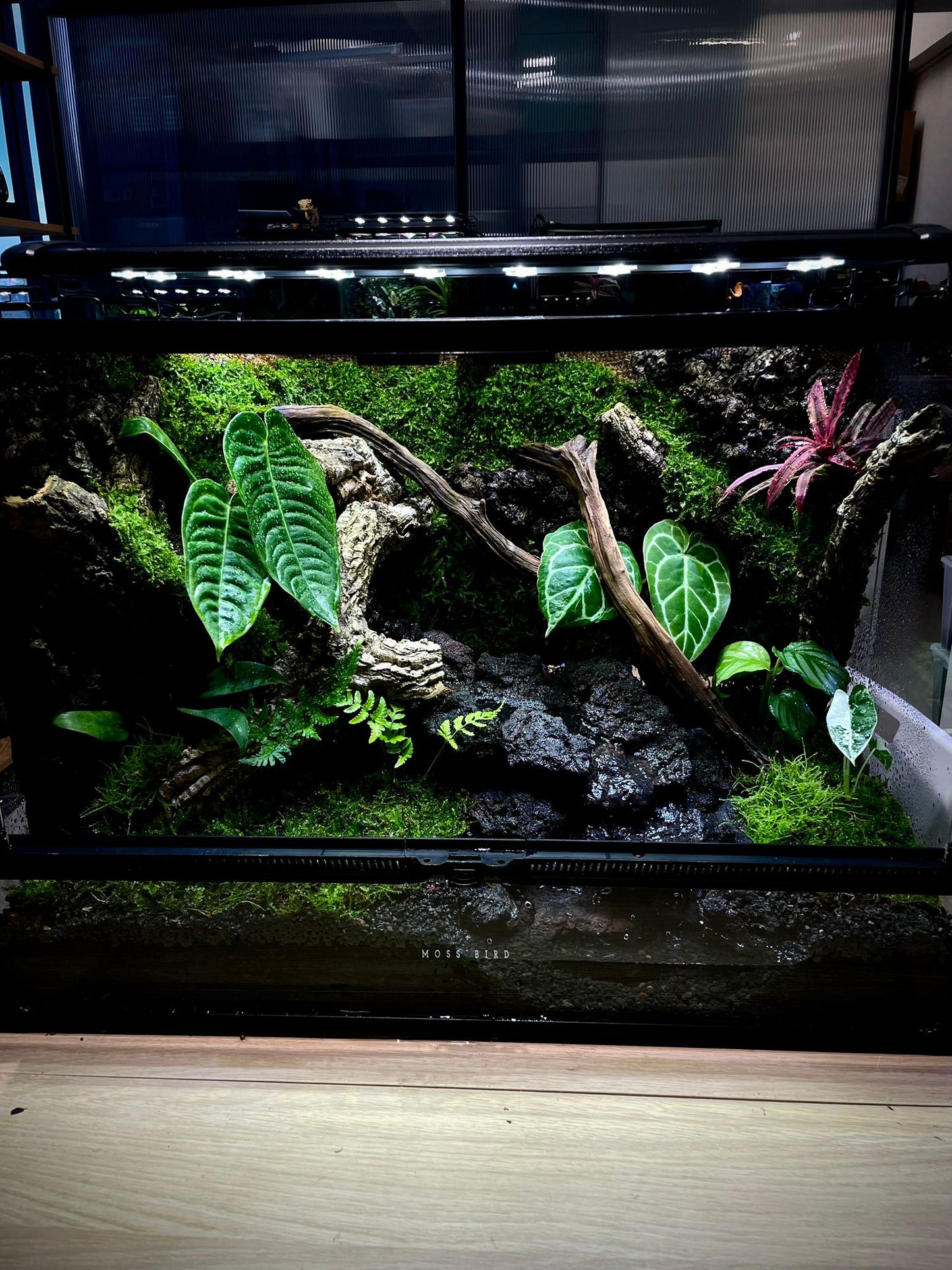 Customzied Vivarium Collection