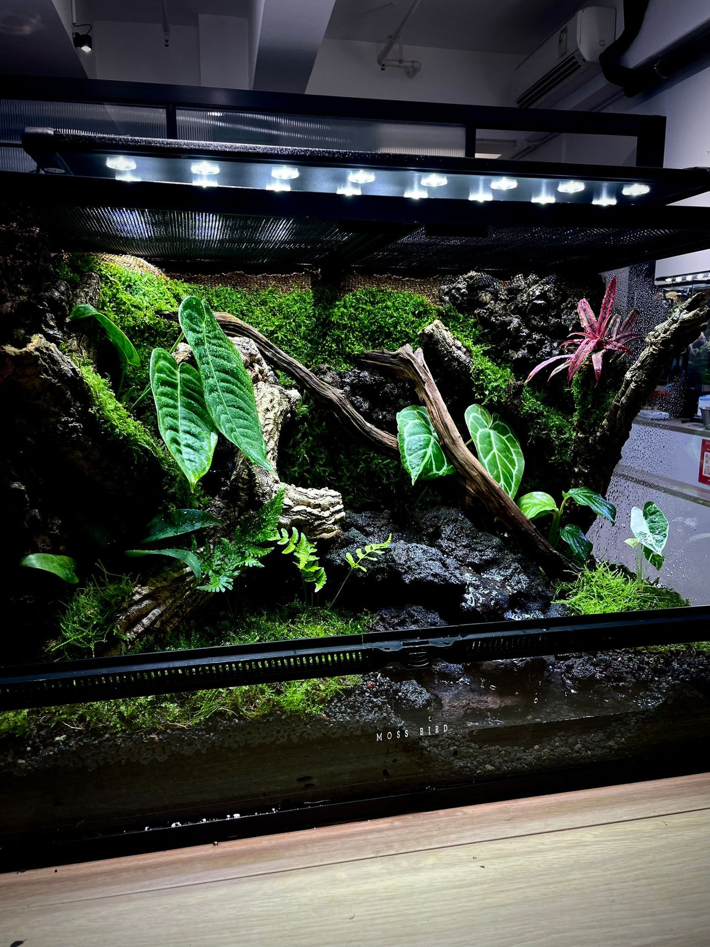 Customzied Vivarium Collection