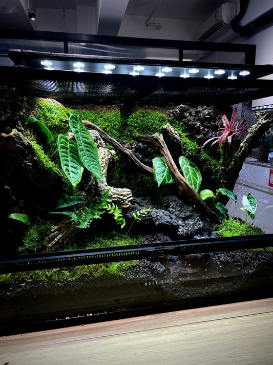 Customzied Vivarium Collection