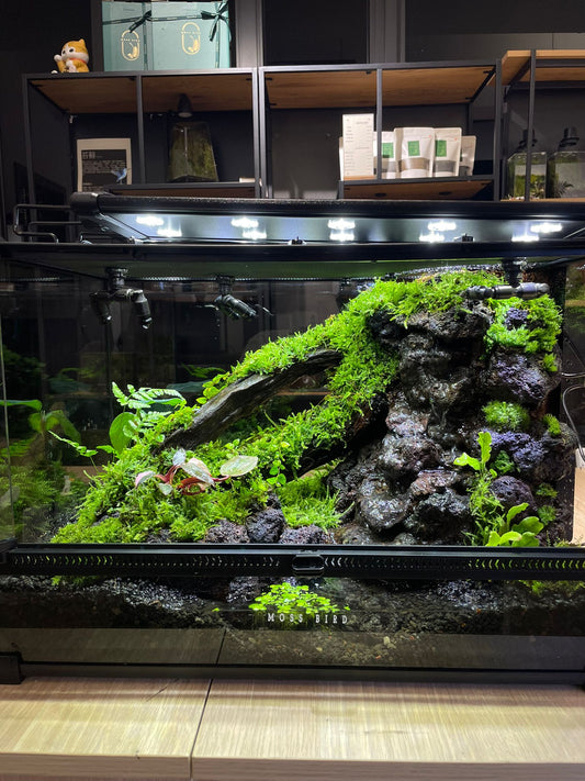 Paludarium Collection水陸缸#015