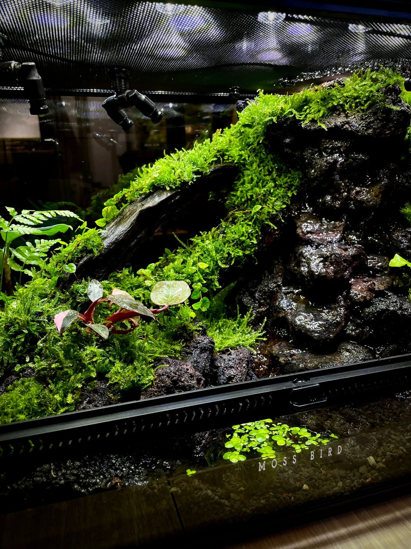 Paludarium Collection水陸缸#015