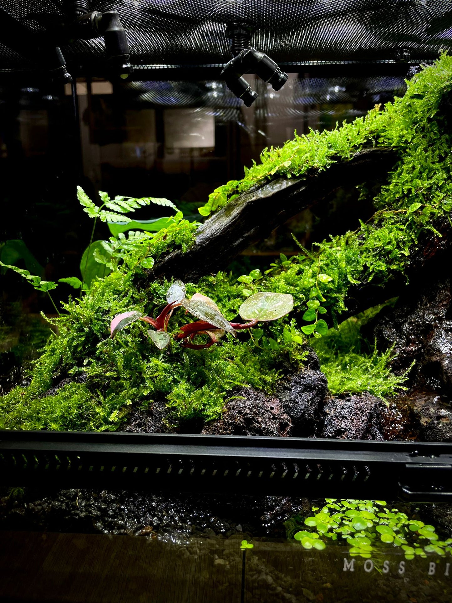Paludarium Collection水陸缸#015