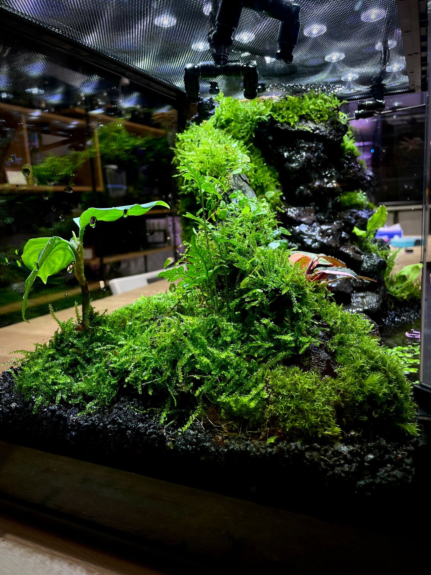 Paludarium Collection水陸缸#015