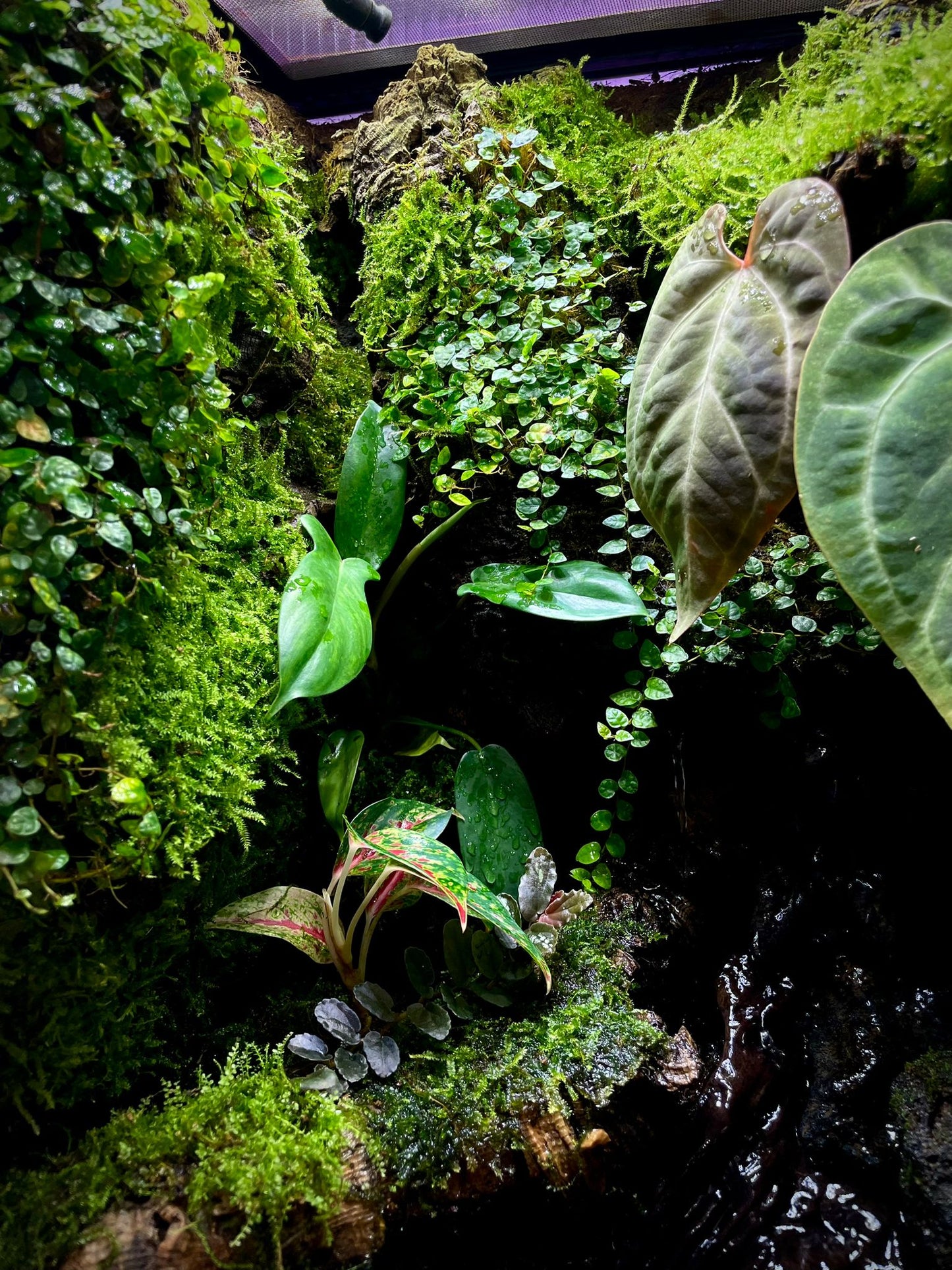 Vivarium Collection雨林缸#016
