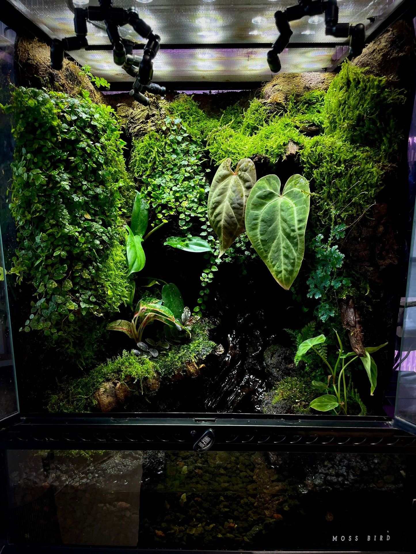Vivarium Collection雨林缸#016