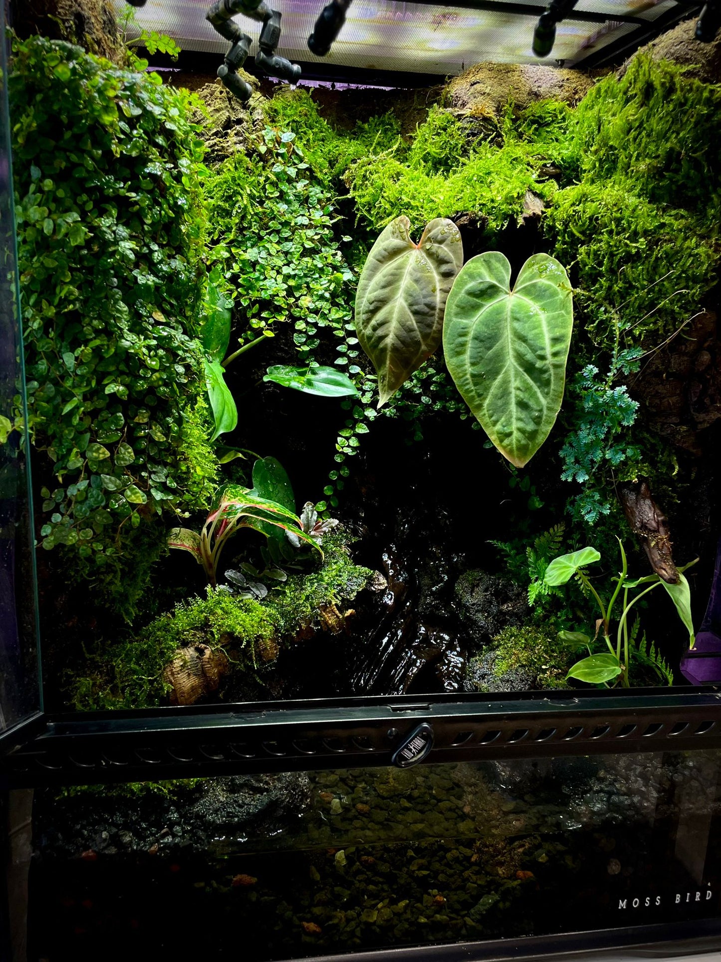 Vivarium Collection雨林缸#016