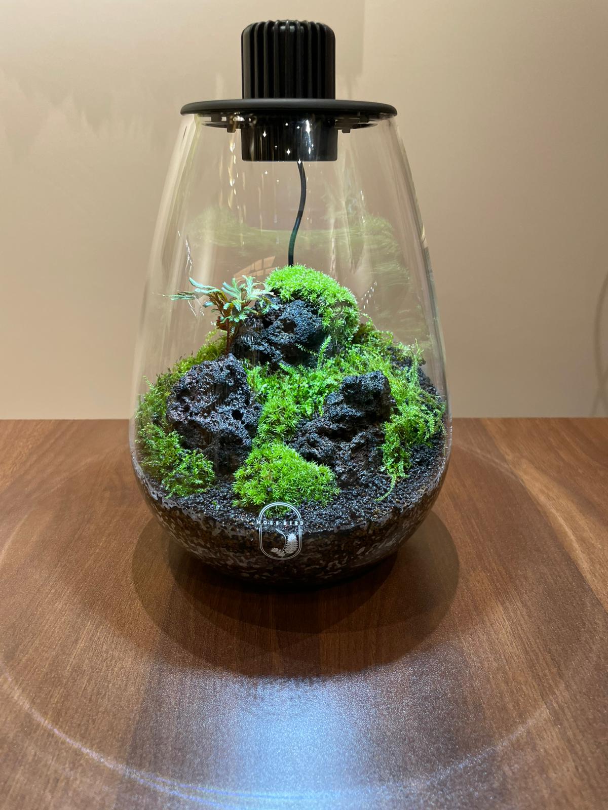 Helium Balloon Collection Medium#005