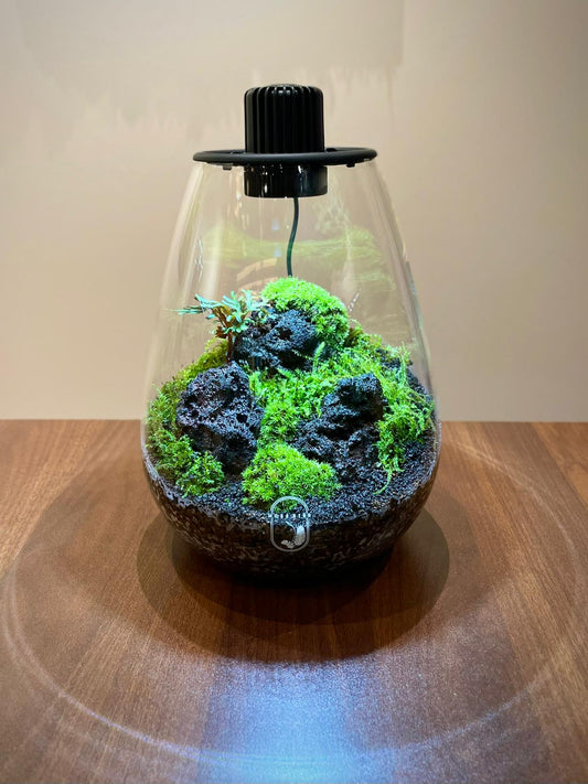 Helium Balloon Collection Medium#005