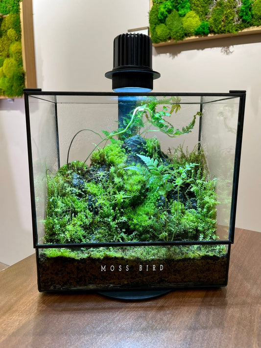 Black Box Collection Square Large#021