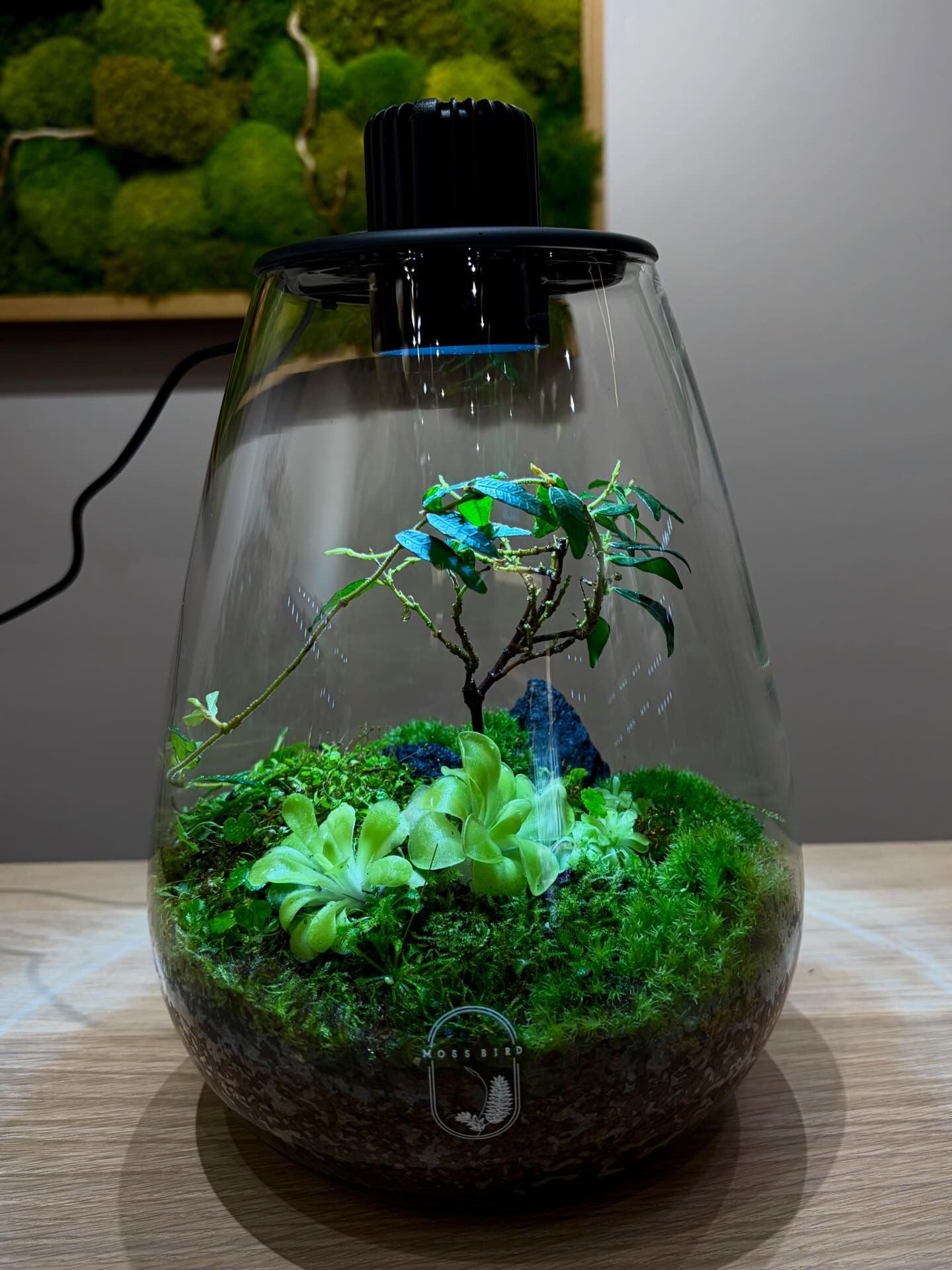 Customized Terrarium Collection