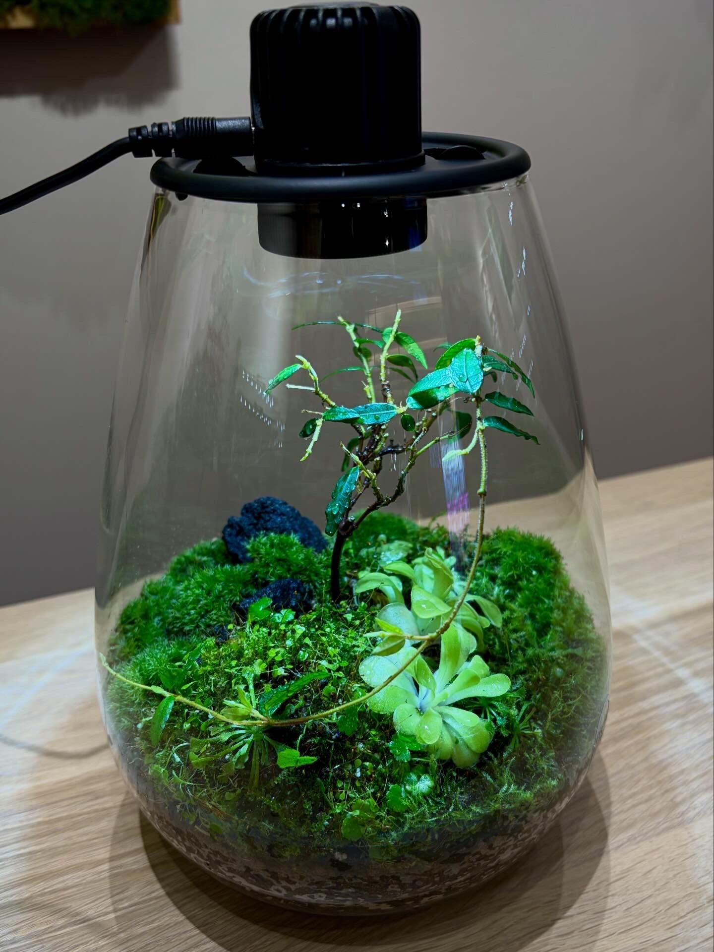 Customized Terrarium Collection