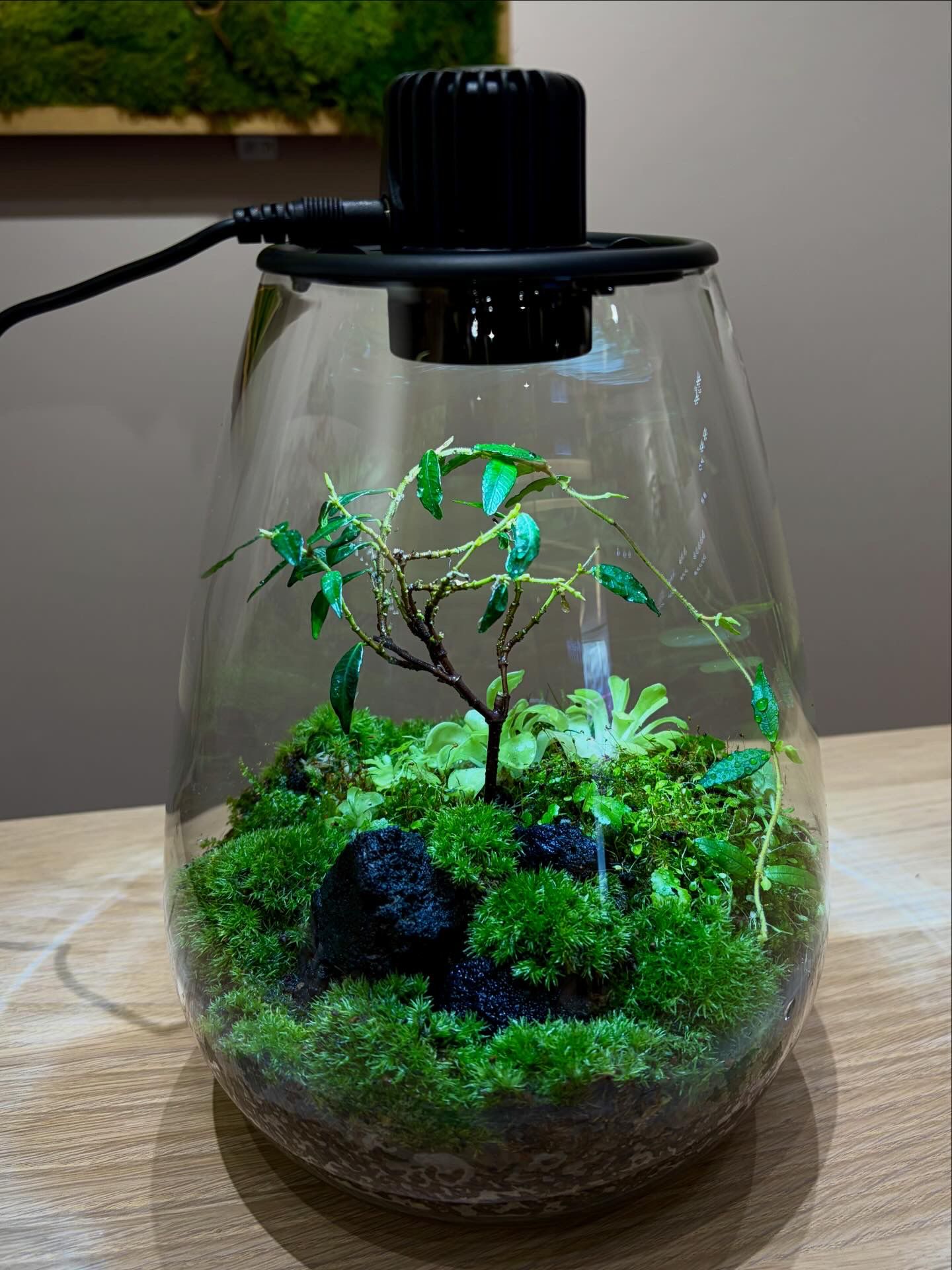 Customized Terrarium Collection