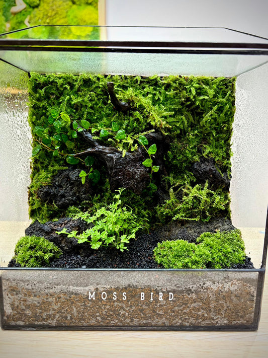 Black Box Collection Square Large#020