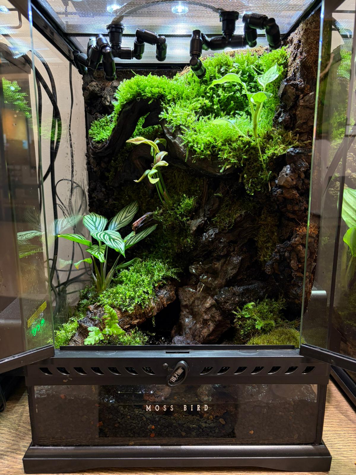 Vivarium Collection雨林缸#017