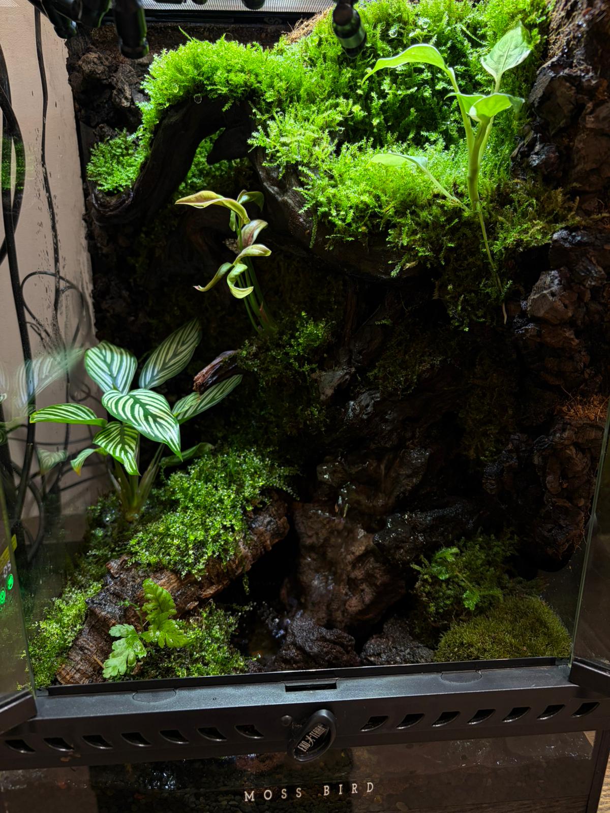 Vivarium Collection雨林缸#017