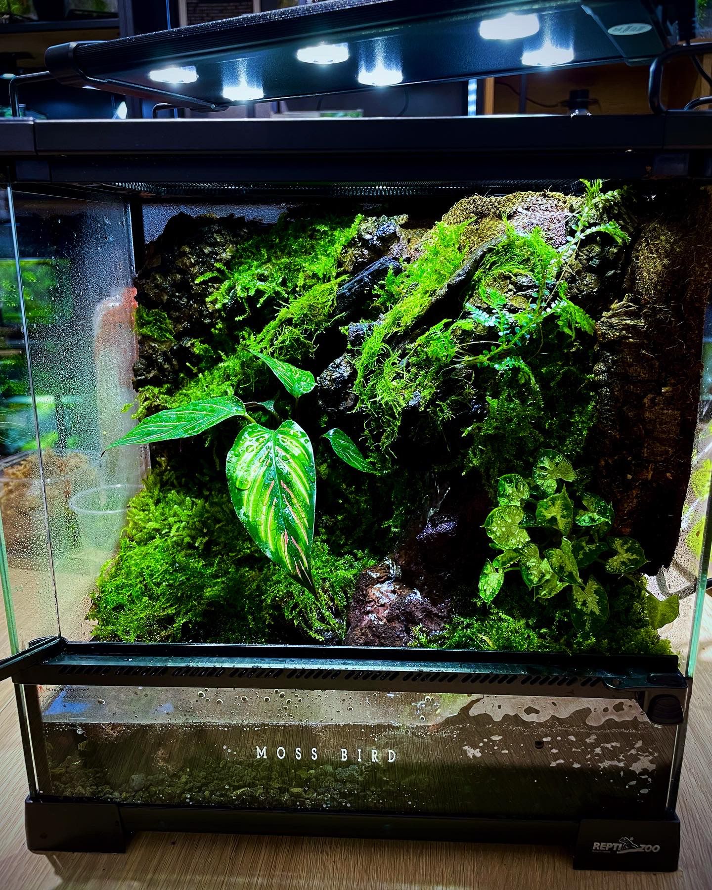 Customized Paludarium tank