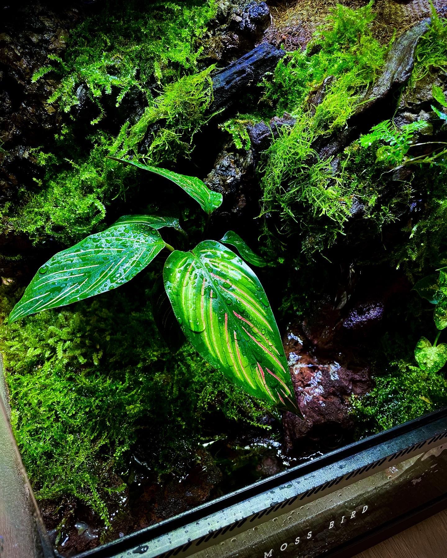 Customized Paludarium tank