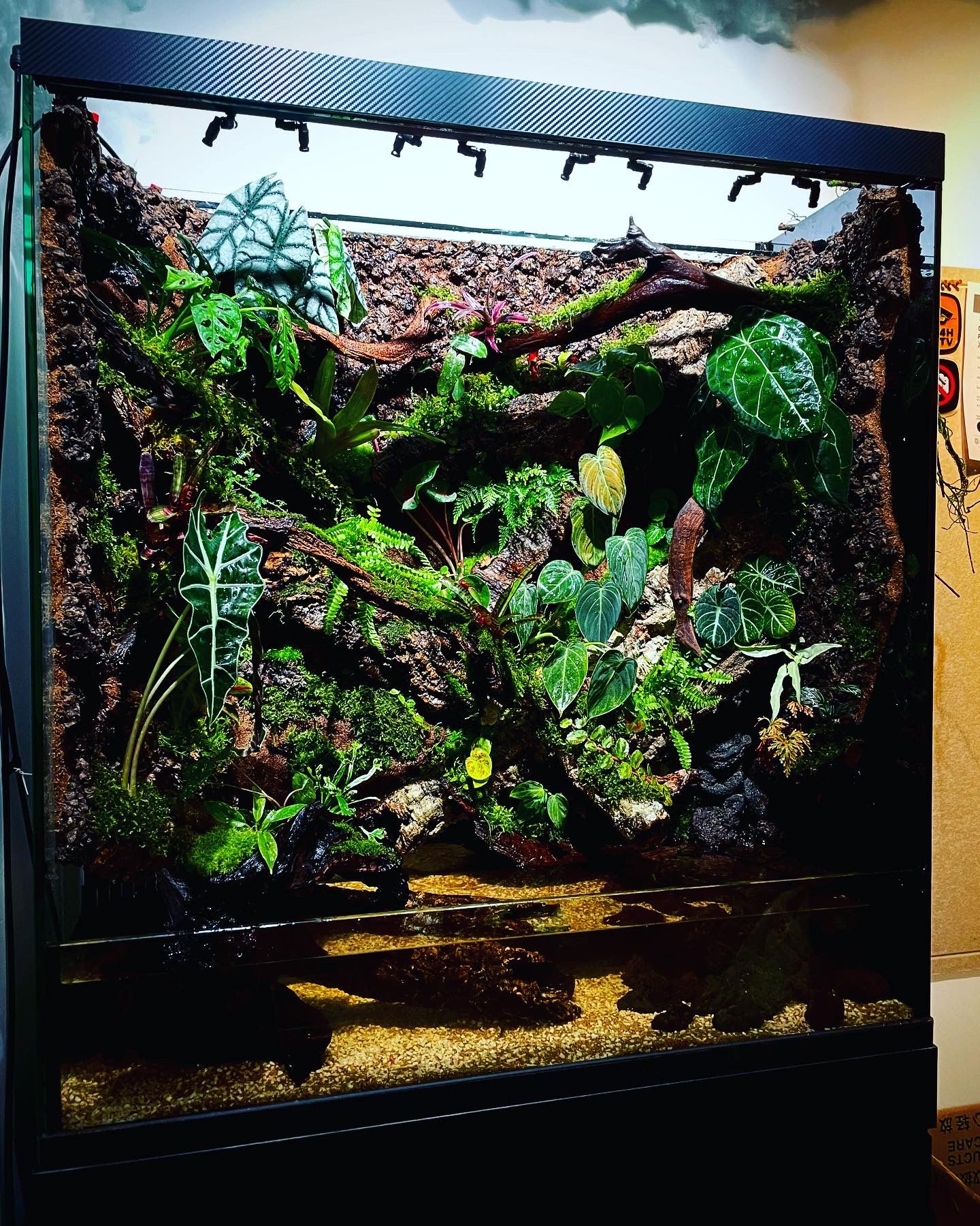 Customized ropical rainforest tank (熱帶雨林缸）