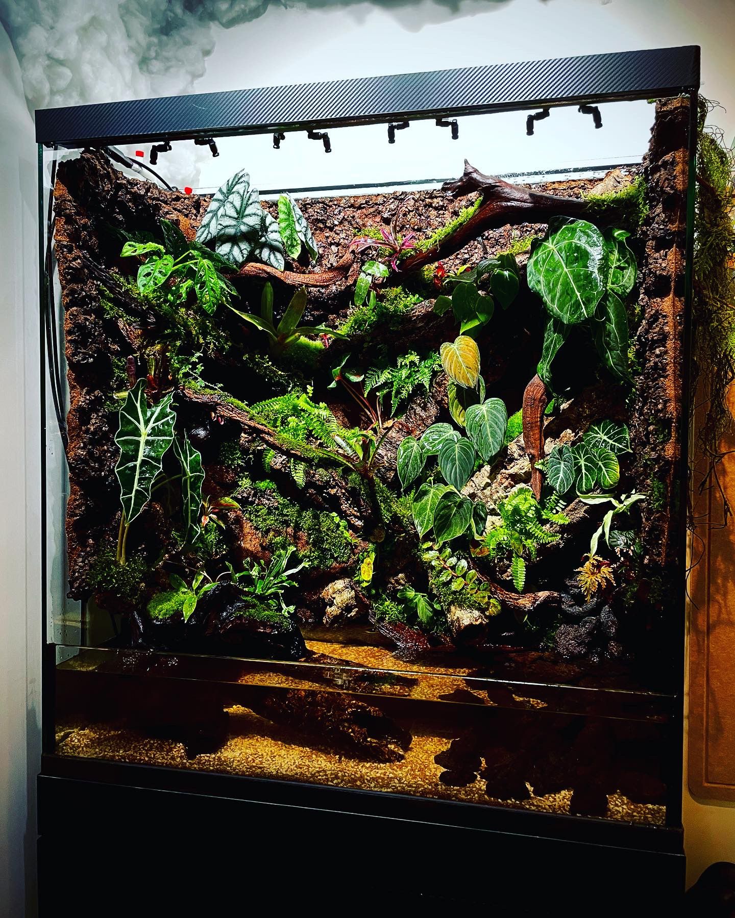 Customized ropical rainforest tank (熱帶雨林缸）