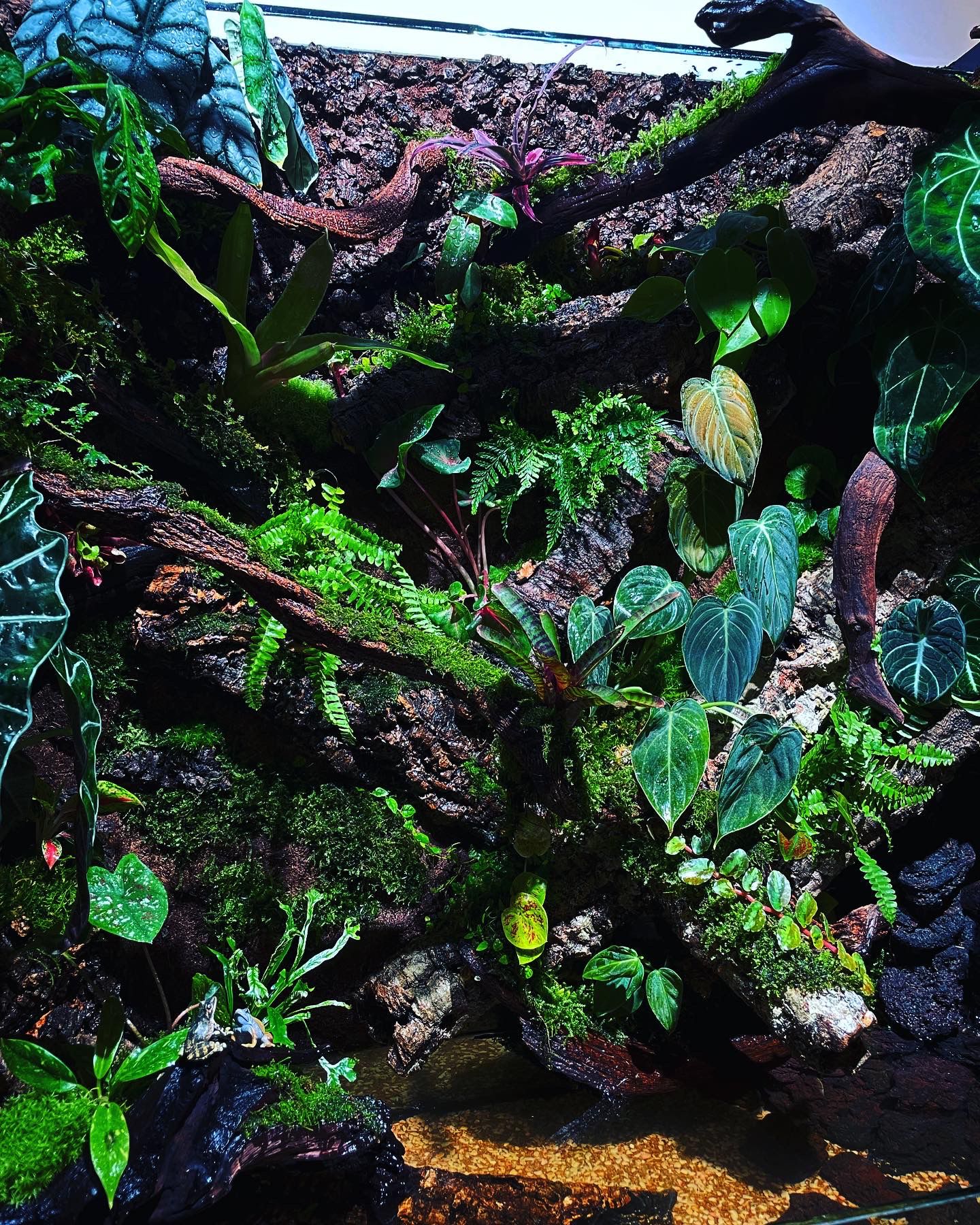 Customized ropical rainforest tank (熱帶雨林缸）