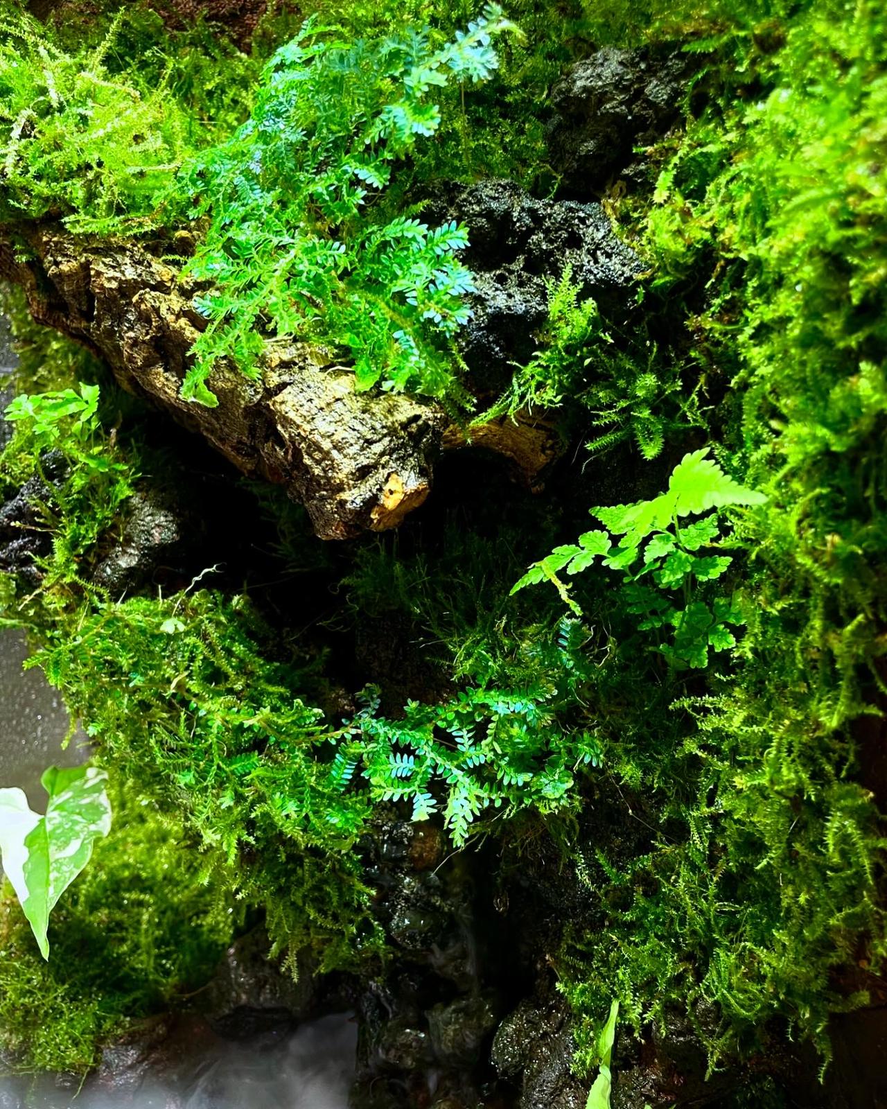 Customized Vivarium Collection