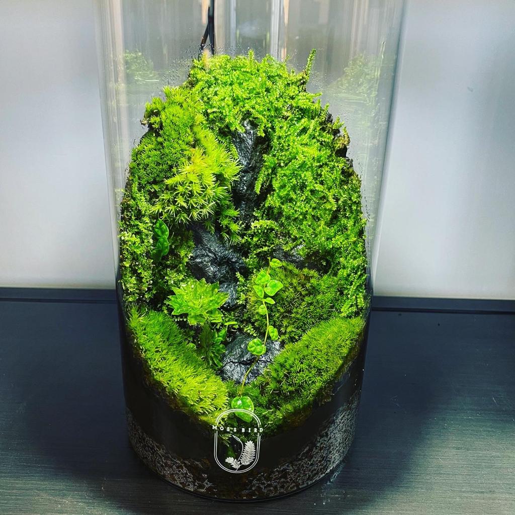 Cylinder Collection Terrarium (Medium)#001