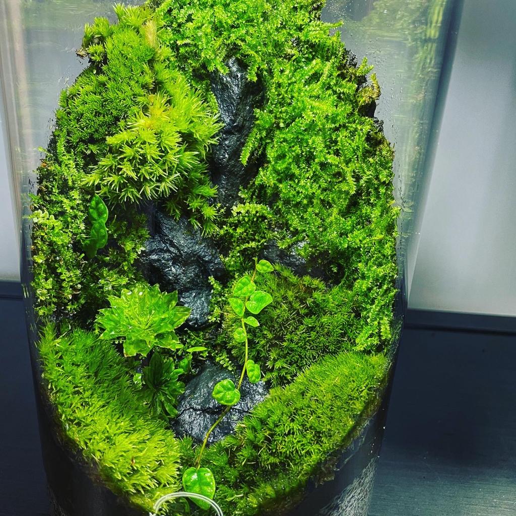 Cylinder Collection Terrarium (Medium)#001