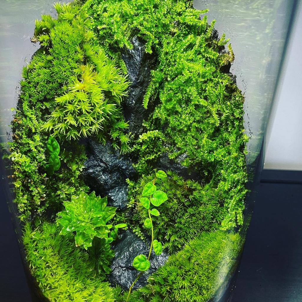 Cylinder Collection Terrarium (Medium)#001