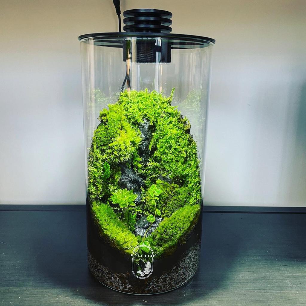 Cylinder Collection Terrarium (Medium)#001